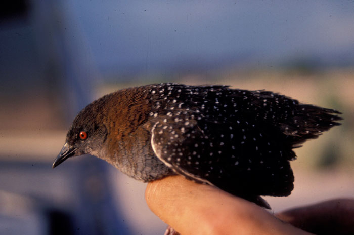 California black rail in hand along the lower Colorado River - Photo by US Geological Survey - Dr. Courtney Conway