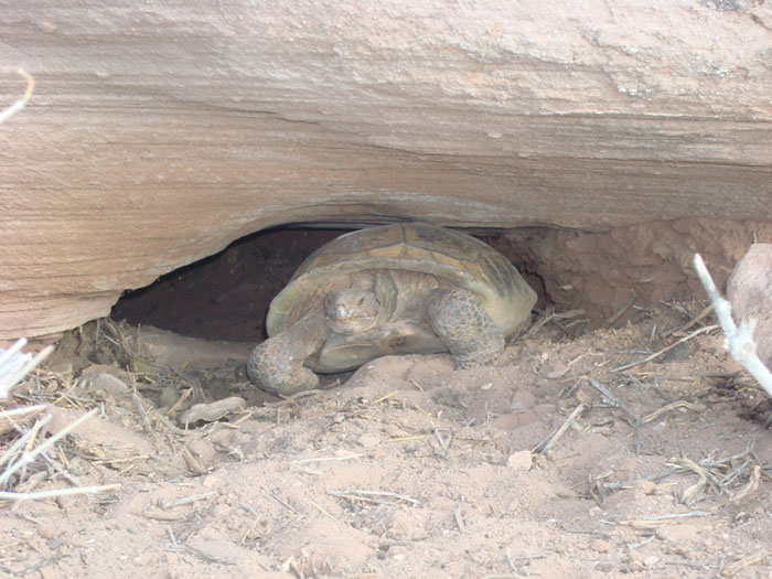 Sonoran desert tortoise in burrow - Photo by Reclamation