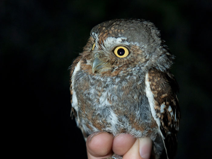 A biologist holds an elf owl captured at the Bill Williams NWR in April of 2010 - Photo by Reclamation