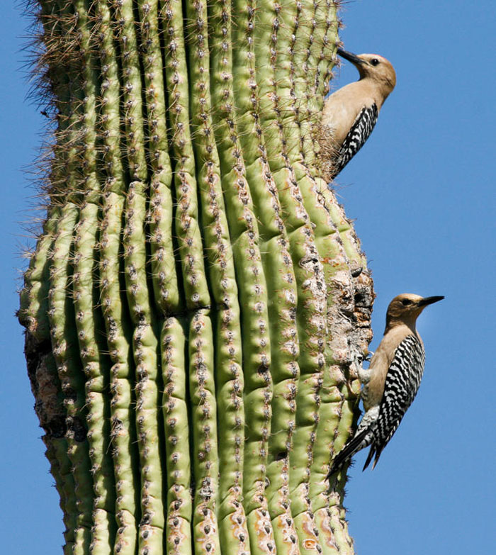 Gila woodpecker pair forages on a saguaro cactus - Photo by Great Basin Bird Observatory - Amy Leist