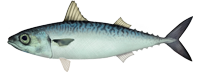 Pacific Mackerel