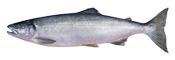 Sockeye Salmon