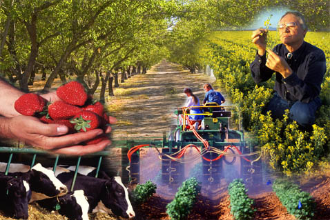 Almond orchards, man examining field plants, dairy cattle, strawberries,  two people operating a tractor