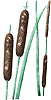 Common Cattail