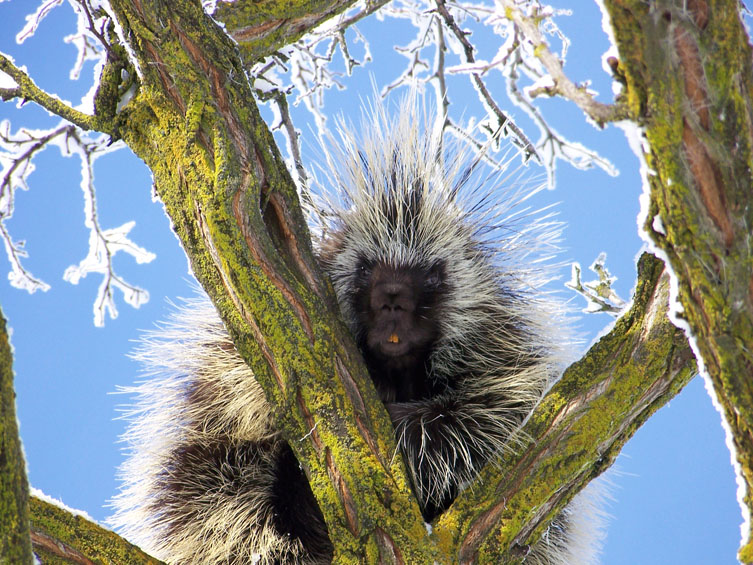 Porcupine in Tree