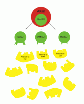 A schematic drawing shows the anti-heroin vaccine, consisting of a heroin hapten attached to the carrier protein KLH surrounded by the adjuvant alum. The vaccine has released haptens to heroin, 6-acetylmorphine (6AM), and morphine, each one attached to the carrier protein KLH. In response, the body has formed antibodies to heroin, 6AM, and morphine.