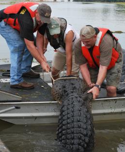 (From left to right) Sgt. Sam Boorse, Andy Gray, Natural Resourse Specialist, U.S. Army Corps of Engineers and Sgt. 1st Class William R. Poe, work together to get a 12-foot, two-inch, 455-pound alligator on board. Boorse and Poe are assigned to the Warrior Transition Battalion at the San Antonio Military Medical Center.