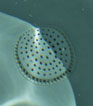 Drain Cover image