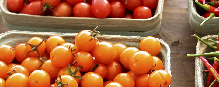 Contact Start2Farm photo of grape tomatoes