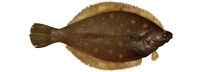 Yellowtail Flounder