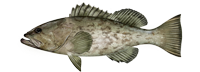 Gag grouper