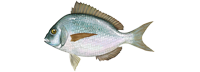 Porgy / Scup