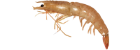 Brown Shrimp