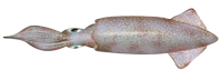 California market squid