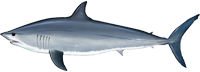 Atlantic Shortfin Mako Shark