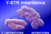 Still image linking to Animation Demonstrating of Y-STR Inheritance