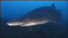 sand tiger shark swimming underwater