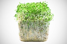 alfalfa sprouts