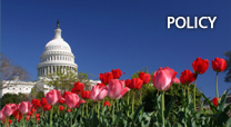 Policy Button - Capitol Building among flowers