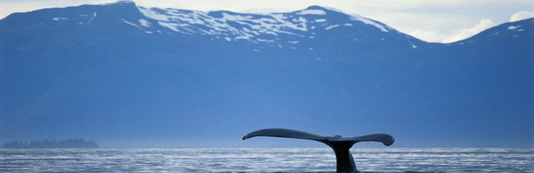 Photograph of the tail of a whale coming up to the surface off the coast of Alaska.  Courtesy of NOAA.