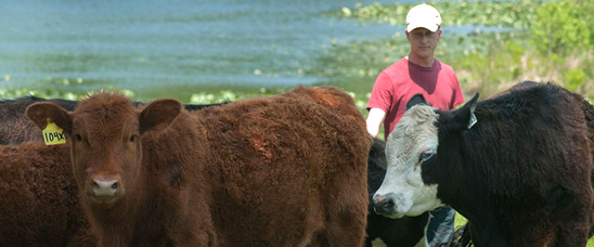 Cattle raised by Bruce Johnson at Dragonfly Farm are free-range and grass-fed. Dragonfly and other farms sell through Lulus Local Food website and distribute products to consumers in and around Richmond, VA through the Fall Line Farms food hub.