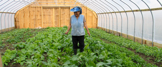 Photo: A Flats Mentor Farm grower in Massachusetts tends Asian crops growing in a high tunnel put in place with NRCS assistance. 