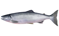 Sockeye Salmon