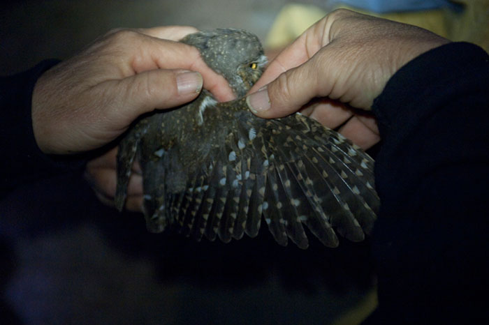 A biologist looks for wing molt and wing wear on an elf owl captured at the Bill Williams NWR in April of 2010 - Photo by Reclamation