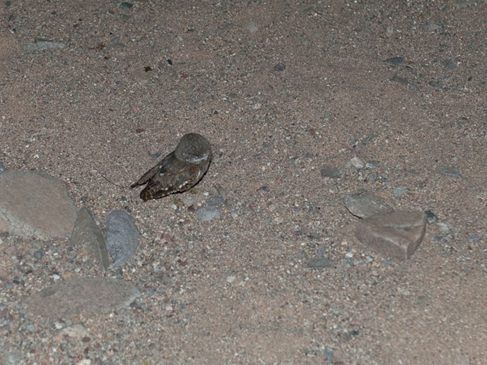 An elf owl lands on the ground after biologists attach the radio transmitter and release it - Photo by Reclamation