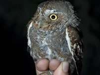 A biologist holds an elf owl captured at the Bill Williams NWR in April of 2010 - Reclamation