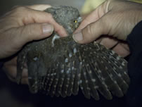 A biologist looks for wing molt and wing wear on an elf owl captured at the Bill Williams NWR in April of 2010  - Reclamation