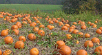 Photo of pumpkins.