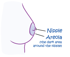 diagram of the breast