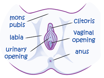 diagram of a vagina