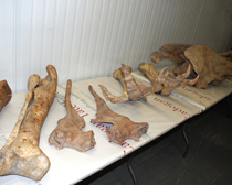 HSI takes custody of Tyrannosaurus dinosaur skeleton looted from Mongolia