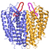 Molecular model of CXCR4 structure.