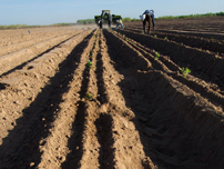 Mass-transplanting in raised beds – Photo by Reclamation