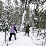 Snowshoers trek through the snowy north woods