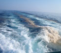 A wake of oil is left behind an oceanographic research vessel ferrying scientists into the Gulf.
