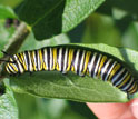 Photo of a monarch caterpillar.