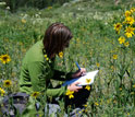 Photo of a research technician recording plant flowering in a high-elevation Colorado meadow.