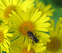 Photo of a pollinating insect on a flower.