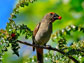 image of a greater Antillean bullfinches