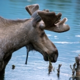 Moose