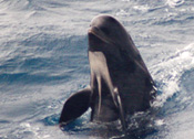 long-finned pilot whale