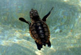 loggerhead hatchling