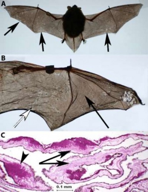 Under Siege! Part 3: Invasive Fish and Wildlife Diseases