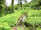 Larvae of Anopheles gambiae, the major malaria vector in Africa, can breed in very diverse habitats. Irrigation water habitat. 