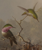 Image: Martin Johnson Heade, Cattleya Orchid and Three Brazilian Hummingbirds, 1871, Gift of The Morris and Gwendolyn Cafritz Foundation, 1982.73.1