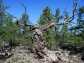 Image of an ancient Siberian pine tree in central Mongolia.